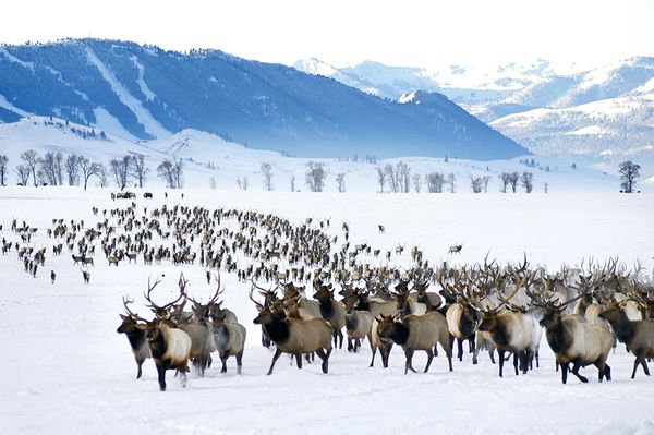 Elk in Winter